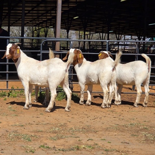 4 X BOER GOAT DOE M. WILLATS (Per animal to take the lot)