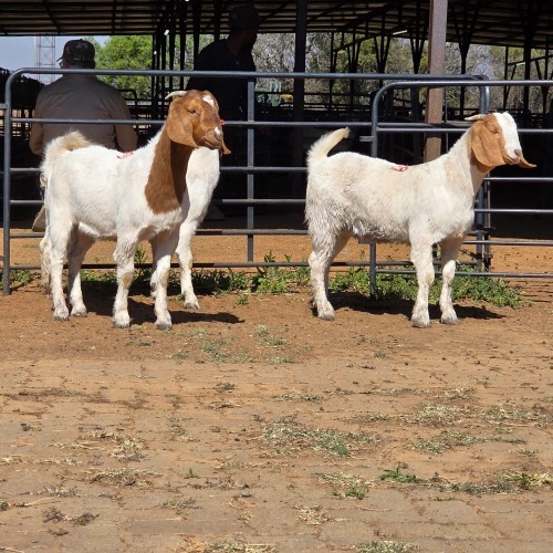 3 X BOER GOAT DOE M. WILLATS (Per animal to take the lot)