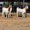 3 X BOER GOAT DOE M. WILLATS (Per animal to take the lot)