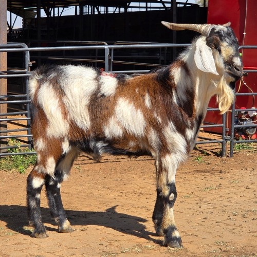 1 X CAPE LOB EAR GOAT BUCK W. VAN HEERDEN