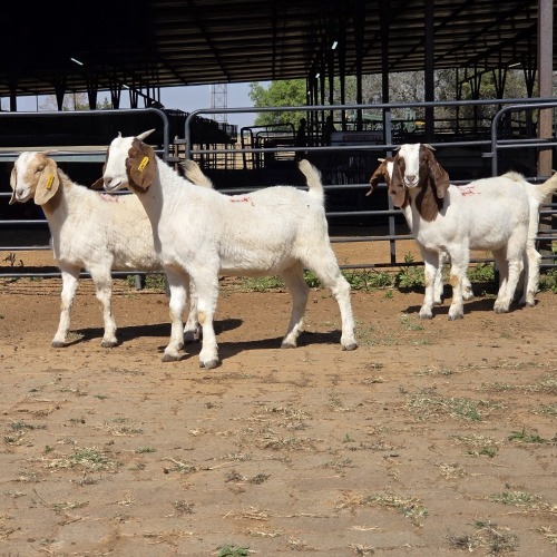 4 X BOER GOAT DOE M. WILLATS (Per animal to take the lot)