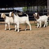 4 X BOER GOAT DOE M. WILLATS (Per animal to take the lot)