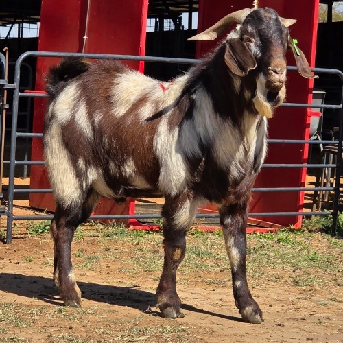 1 X CAPE LOB EAR GOAT BUCK W. VAN HEERDEN