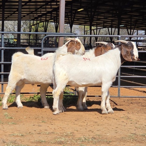 3 X BOER GOAT BUCK M. WILLATS (Per animal to take the lot)