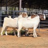 3 X BOER GOAT BUCK M. WILLATS (Per animal to take the lot)