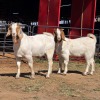 2 X BOER GOAT BUCK M. WILLATS (Per animal to take the lot)