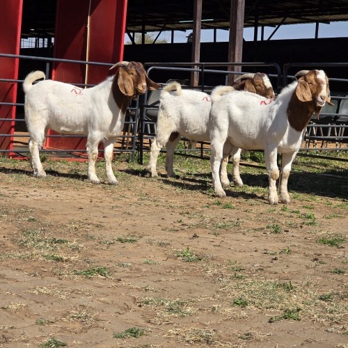 3 X BOER GOAT BUCK M. WILLATS (Per animal to take the lot)