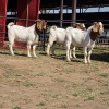 3 X BOER GOAT BUCK M. WILLATS (Per animal to take the lot)