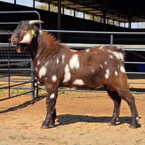 1 X CAPE LOB EAR GOAT BUCK W. VAN HEERDEN