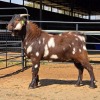 1 X CAPE LOB EAR GOAT BUCK W. VAN HEERDEN
