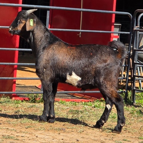 1 X CAPE LOB EAR GOAT BUCK W. VAN HEERDEN