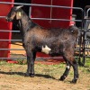 1 X CAPE LOB EAR GOAT BUCK W. VAN HEERDEN