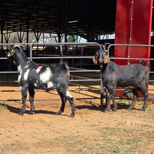 2 X CAPE LOB EAR GOAT BUCK W. VAN HEERDEN (Per animal to take the lot)