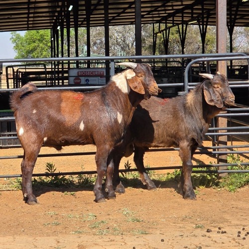 2 X CAPE LOB EAR GOAT BUCK W. VAN HEERDEN (Per animal to take the lot)