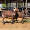2 X CAPE LOB EAR GOAT BUCK W. VAN HEERDEN (Per animal to take the lot)
