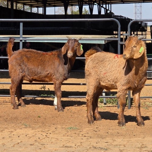 1 X CAPE LOB EAR GOAT BUCK W. VAN HEERDEN