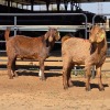 1 X CAPE LOB EAR GOAT BUCK W. VAN HEERDEN