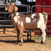 1 X CAPE LOB EAR GOAT DOE W. VAN HEERDEN