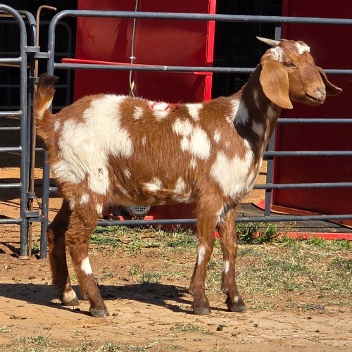 1 X CAPE LOB EAR GOAT DOE W. VAN HEERDEN