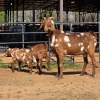 1+2 X CAPE LOB EAR GOAT DOE W. VAN HEERDEN
