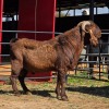 1 X KALAHARI RED BUCK W. VAN HEERDEN