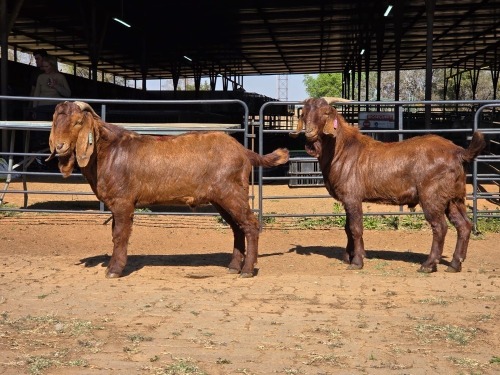 2 X KALAHARI RED BUCK JXR BOERDERY (Per animal to take the lot)