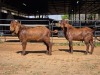2 X KALAHARI RED BUCK JXR BOERDERY (Per animal to take the lot)