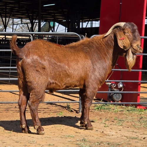 1 X KALAHARI RED BUCK JXR BOERDERY
