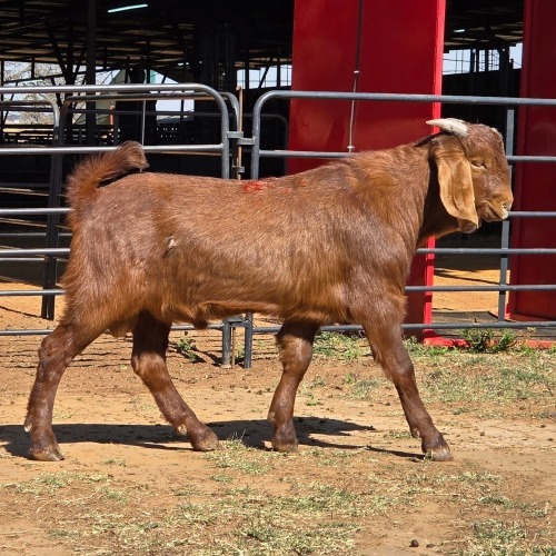 1 X KALAHARI RED BUCK W. VAN HEERDEN