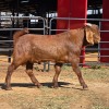 1 X KALAHARI RED BUCK W. VAN HEERDEN