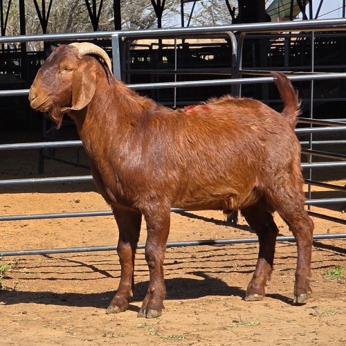 1 X KALAHARI RED BUCK JXR BOERDERY