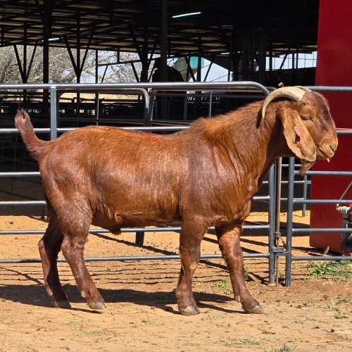 1 X KALAHARI RED BUCK JXR BOERDERY