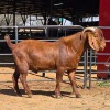 1 X KALAHARI RED BUCK JXR BOERDERY