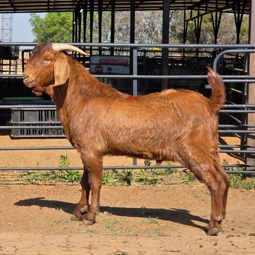 1 X KALAHARI RED BUCK JXR BOERDERY