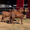 3 X KALAHARI RED BUCK JXR BOERDERY (Per animal to take the lot)