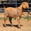 1 X KALAHARI RED BUCK JXR BOERDERY