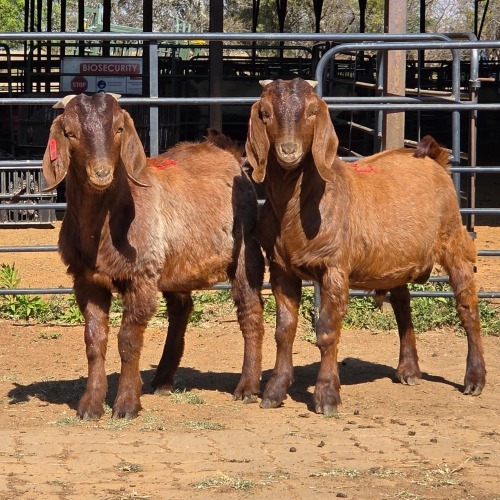 2 X KALAHARI RED BUCK JXR BOERDERY (Per animal to take the lot)
