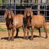 2 X KALAHARI RED BUCK JXR BOERDERY (Per animal to take the lot)