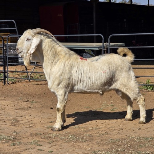 1 X SAVANNA GOAT BUCK JXR BOERDERY