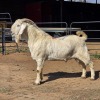1 X SAVANNA GOAT BUCK JXR BOERDERY