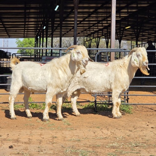 2 X SAVANNA GOAT BUCK JXR BOERDERY (Per animal to take the lot)