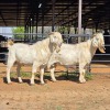 2 X SAVANNA GOAT BUCK JXR BOERDERY (Per animal to take the lot)