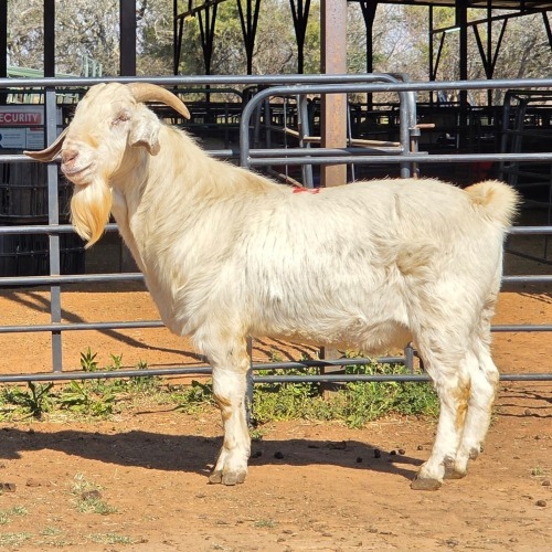 1 X SAVANNA GOAT BUCK JXR BOERDERY