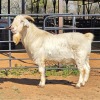 1 X SAVANNA GOAT BUCK JXR BOERDERY
