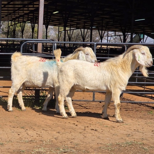 2 X SAVANNA GOAT BUCK JXR BOERDERY (Per animal to take the lot)