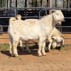 2 X SAVANNA GOAT BUCK JXR BOERDERY (Per animal to take the lot)