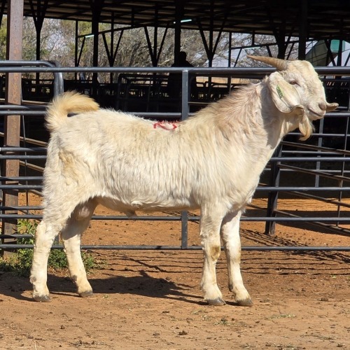 1 X SAVANNA GOAT BUCK JXR BOERDERY