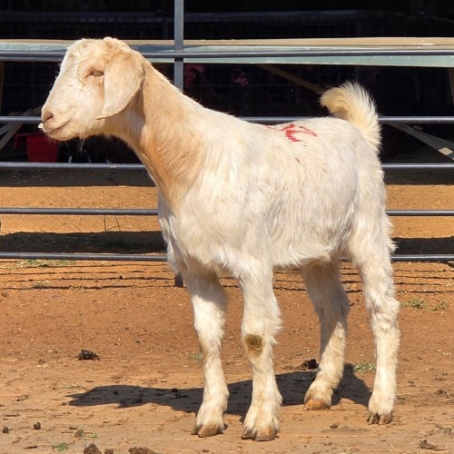1 X MILK GOAT CROSS KAPATER JXR BOERDERY