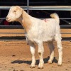 1 X MILK GOAT CROSS KAPATER JXR BOERDERY
