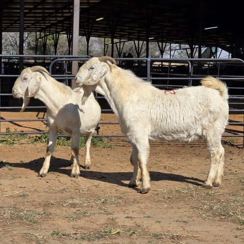 2 X SAVANNA GOAT BUCK JXR BOERDERY (Per animal to take the lot)